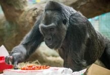 Самой старой горилле в мире исполнилось 59 лет