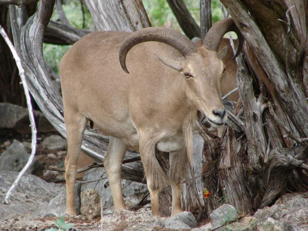 Гривистый баран (Ammotragus lervia).