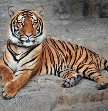 Индокитайский тигр – хищник со страниц Красной книги