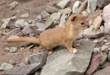 Индонезийская горная ласка – островной житель