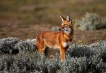 Эфиопский волк: что у него общего с шакалом?