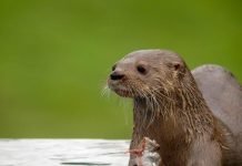 Южноамериканская выдра – редкий вид