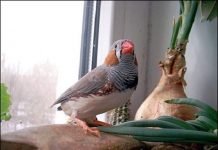 Какую птицу завести?