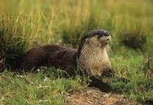 Камерунская бескоготная выдра – редкое животное