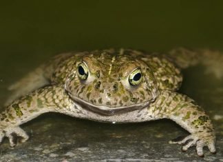 Камышовая жаба – самая громкая среди жаб