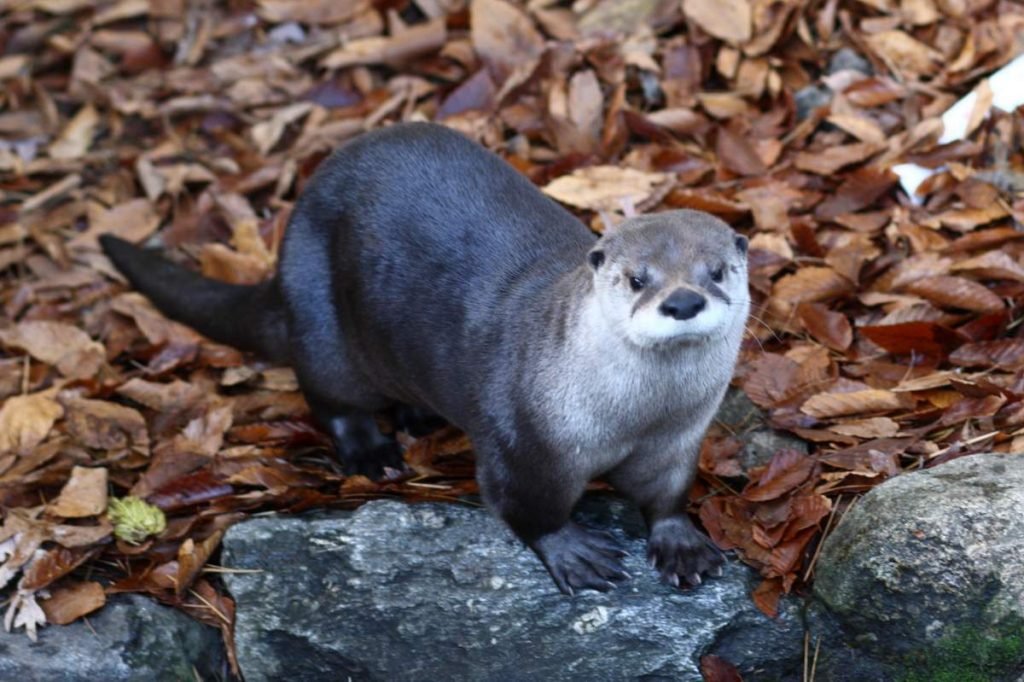 Канадская выдра (Lontra canadensis).