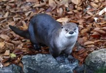 Канадская речная выдра – обладательница пушистого меха