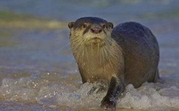 Капская бескоготная выдра – животное с пушистым мехом