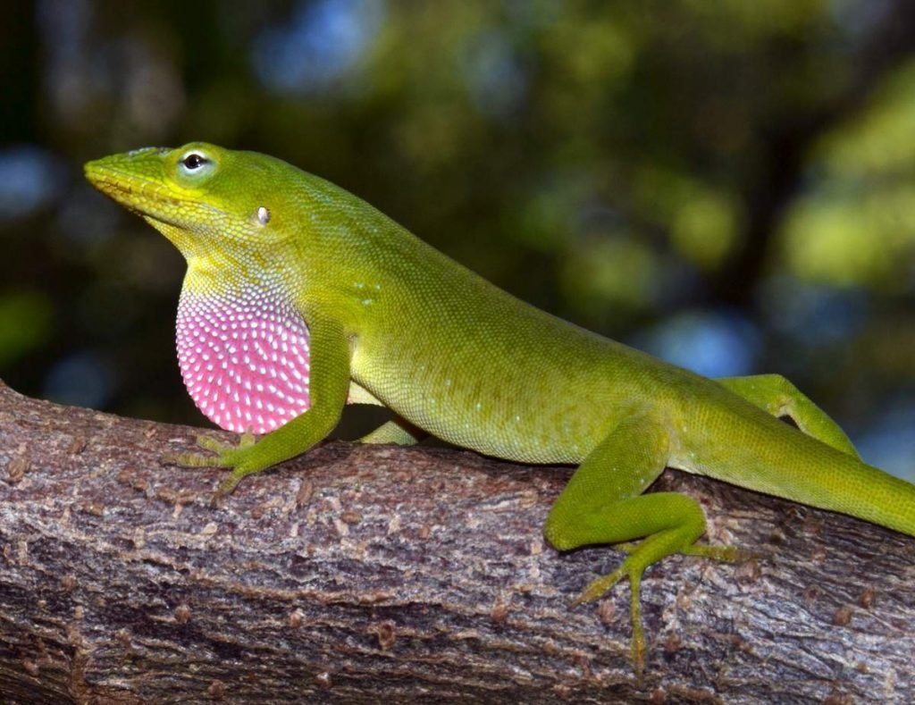 Североамериканский красногорлый анолис (Anolis carolinensis).