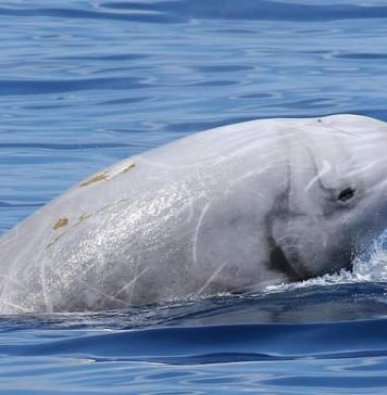 Клюворылы – китообразные из Красной книги