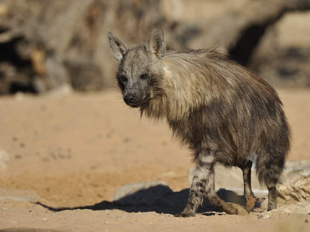 Бурая гиена (Hyaena brunnea).