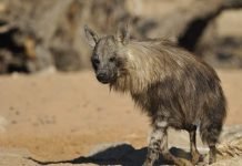 Коричневая или бурая гиена – африканская хищница