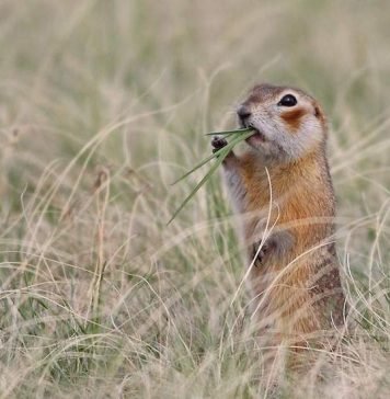 Краснощекий суслик — яркий представитель грызунов