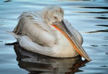 Кудрявый пеликан — птица с оригинальной прической