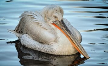 Кудрявый пеликан — птица с оригинальной прической