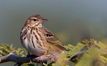 Лесной конек — совсем не лошадка, а кто же это?