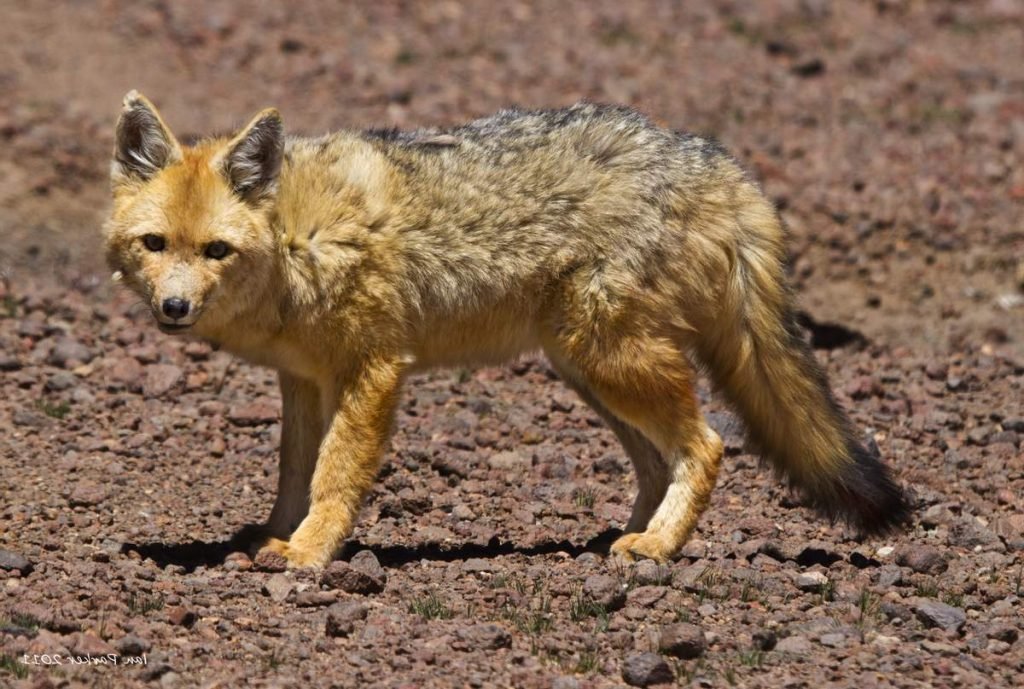 Лиса кульпео (Lycalopex culpaeus).