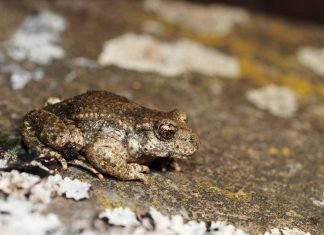 Лягушка-повитуха – история необычного имени