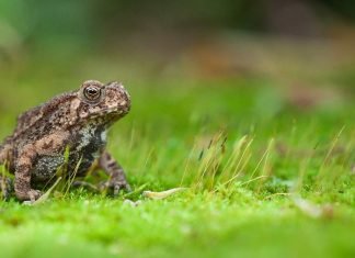 Малайская жаба: жизнь в природе и террариуме