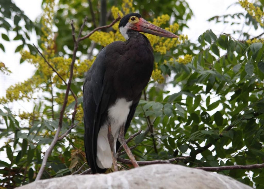 Малайский шерстистошейный аист (Ciconia stormi).