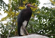 Малайский шерстистошейный аист — особенности птицы