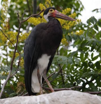 Малайский шерстистошейный аист — особенности птицы