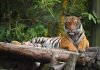 Малайский тигр – самый небольшой среди собратьев
