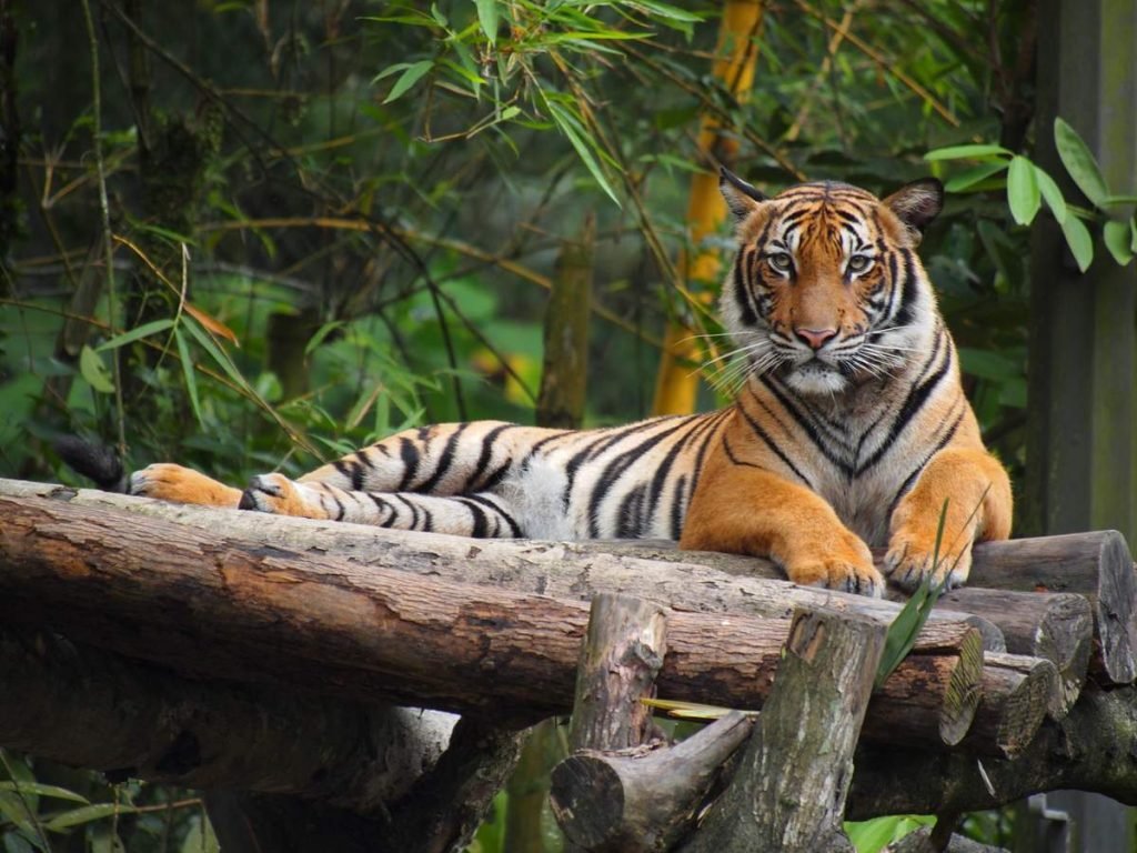 Малайский тигр (Panthera tigris jacksoni).