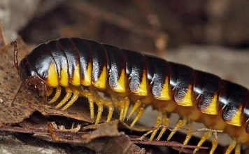 Многоножки: разновидности, внешний вид и особенности жизни