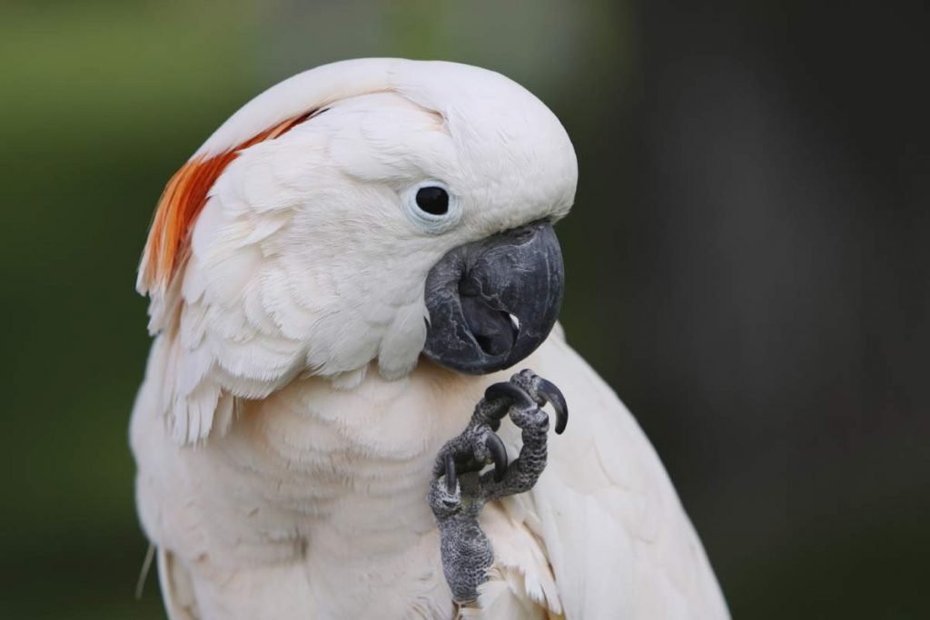 Молуккский какаду (Cacatua moluccensis).