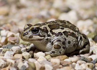 Монгольская жаба или жаба Рейда