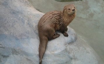 Морская выдра – животное под угрозой исчезновения