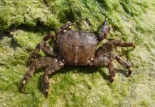 Морской паук – вовсе не паук, а краб