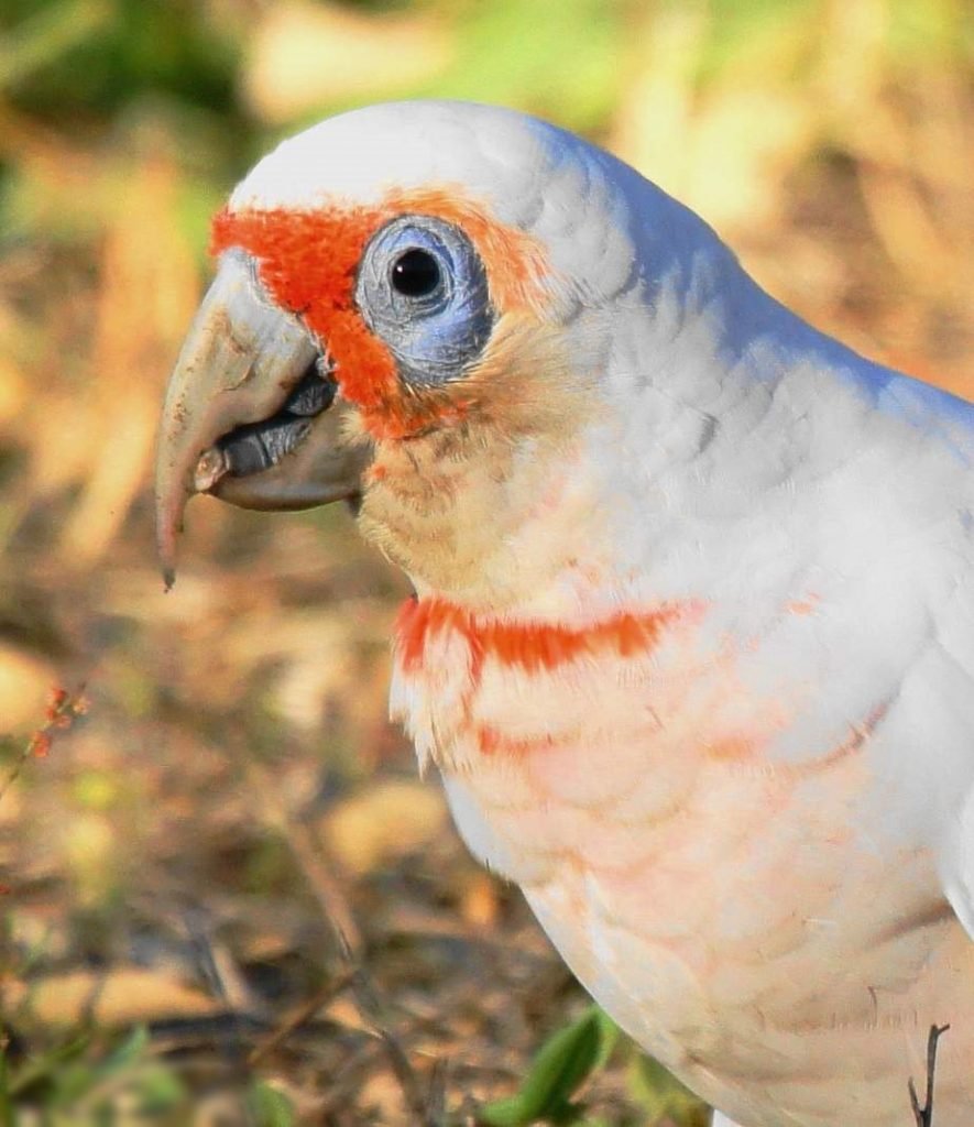 Носатый какаду (Cacatua tenuirostris).