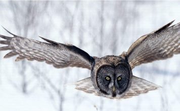 Органы чувств совы — загадки мудрой птицы