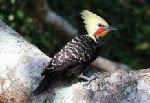 Палевохохлый целеус — родственник карликовых дятлов