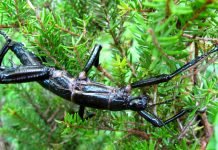 Ученые провели операцию по спасению жука палочника