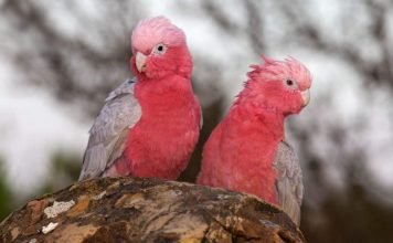 Разнообразие какаду: яркость красок и буйство цвета