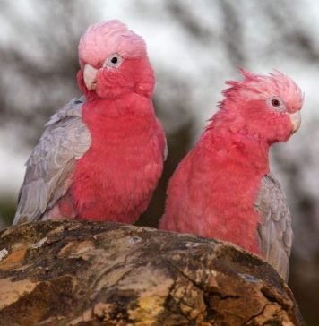 Разнообразие какаду: яркость красок и буйство цвета