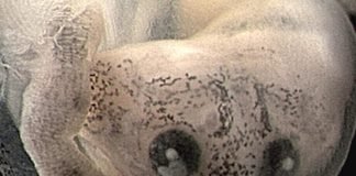 Рождение лягушки. Как это происходит?