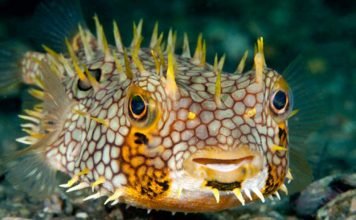 Рыба еж – колючий смертельно опасный шар