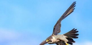 Самые быстрые животные планеты