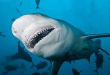 Самые кровожадные акулы мира