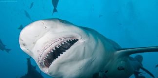 Самые кровожадные акулы мира