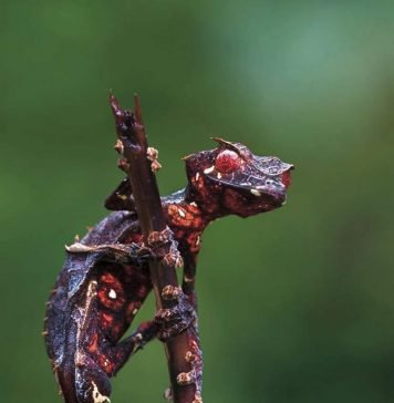 Сатанинский геккон — рептилия с жутким названием