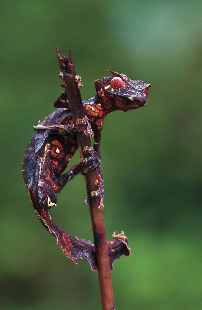 Фантастичный плоскохвостый геккон (Uroplatus phantasticus).