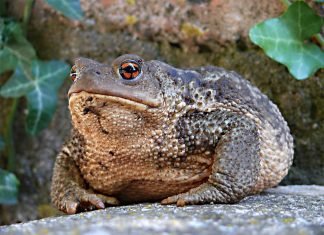 Серая жаба или обыкновенная – самая крупная среди европейских жаб