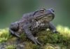 Серая жаба – ядовитое земноводное