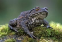 Серая жаба – ядовитое земноводное