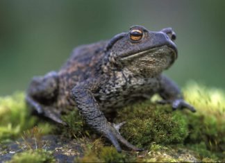 Серая жаба – ядовитое земноводное